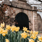 Congressional Cemetery Future Sustainability