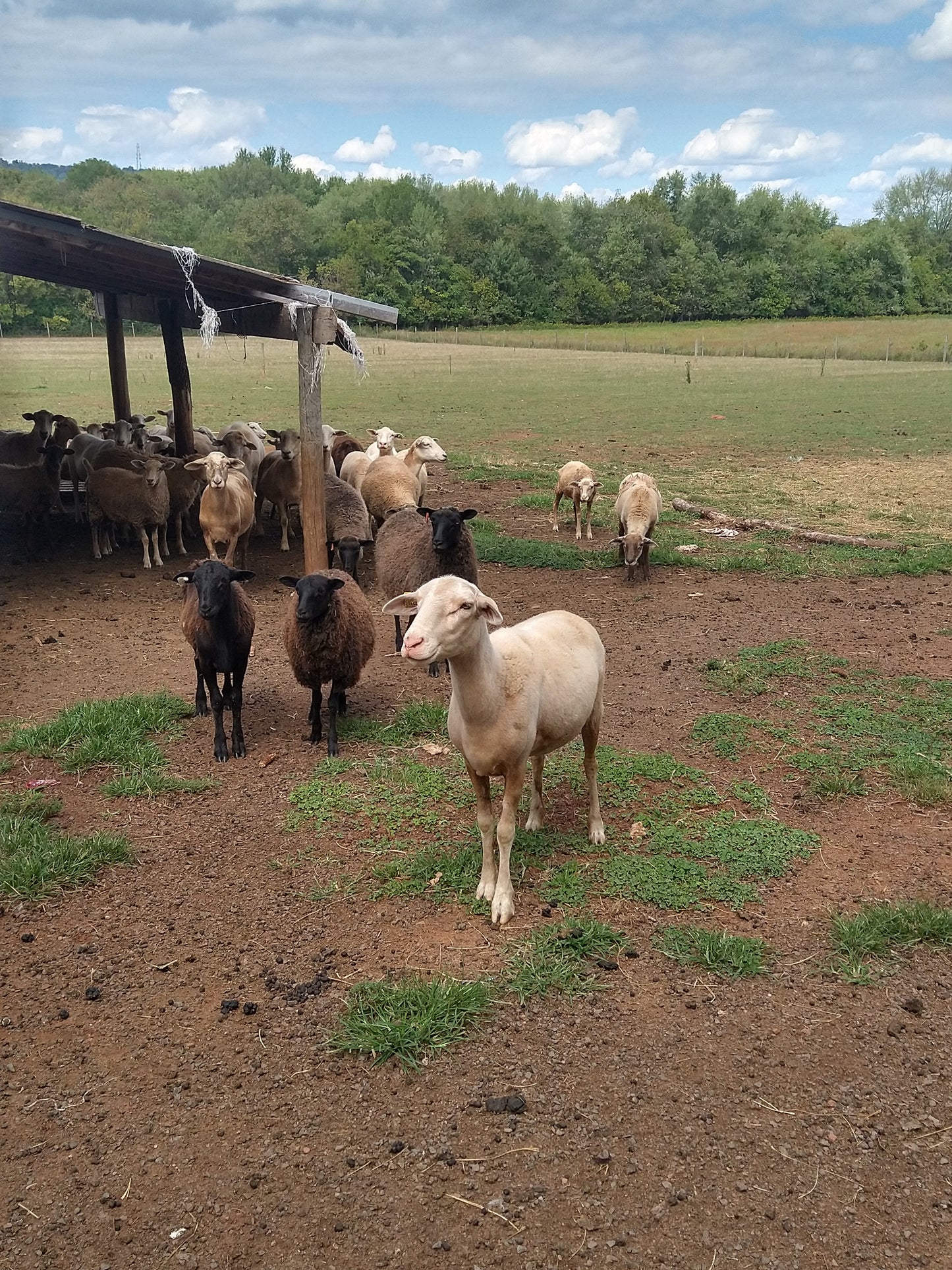 Frederick Lamb Farm - Maryland - USA