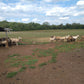 Frederick Lamb Farm - Maryland - USA