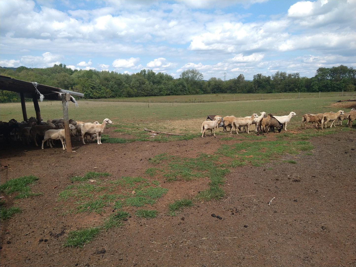 Frederick Lamb Farm - Maryland - USA