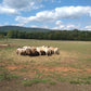 Frederick Lamb Farm - Maryland - USA