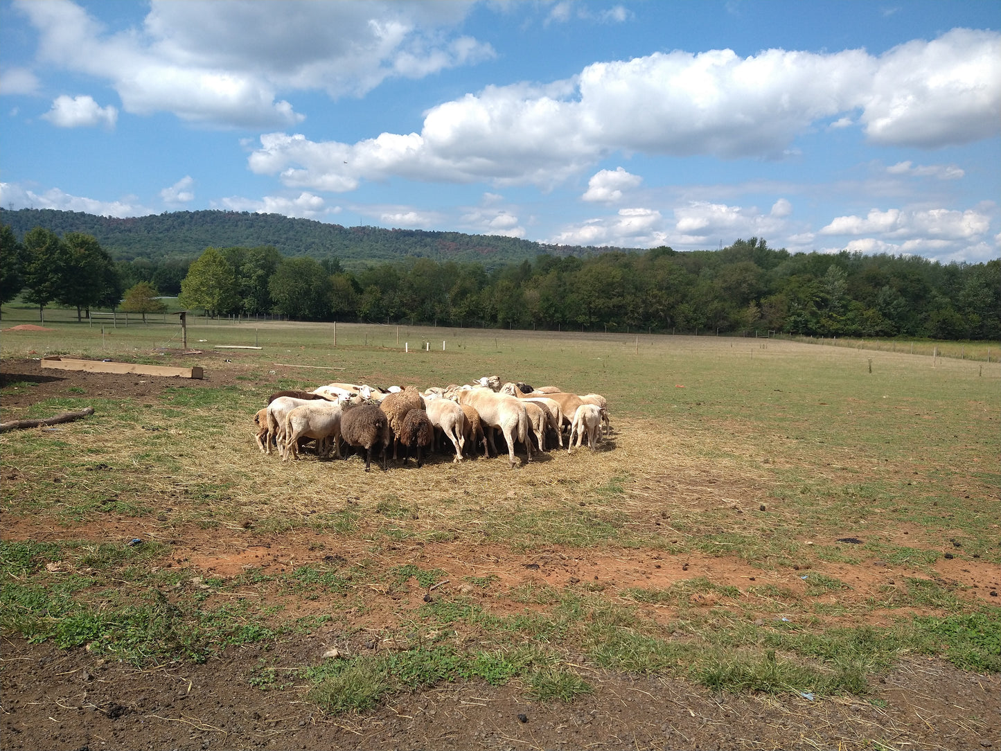 Frederick Lamb Farm - Maryland - USA