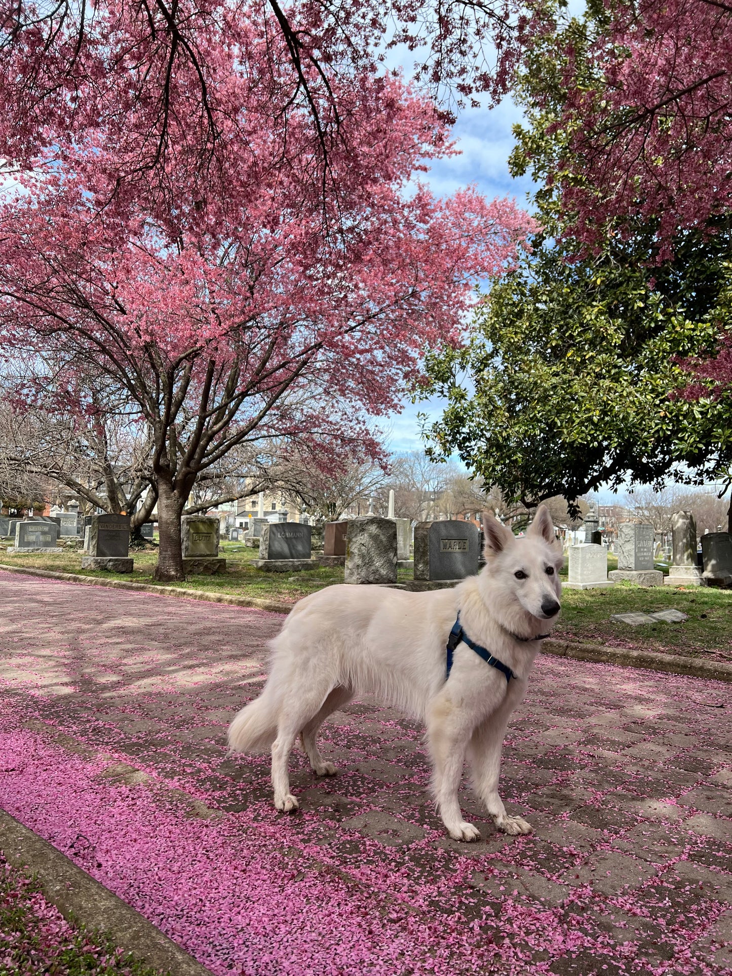 Congressional Cemetery K9 Corps & Project30x30